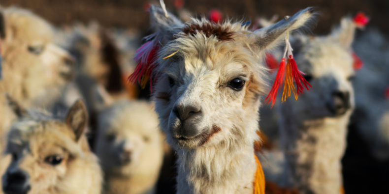 Llamas in Bolivia